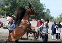 اسب خزری یا اسب کاسپین