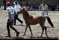 اسب خزری یا اسب کاسپین