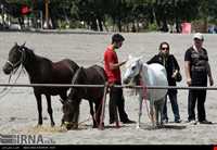 اسب خزری یا اسب کاسپین