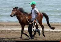 اسب خزری یا اسب کاسپین