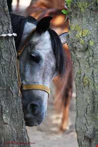 اسب خزری یا اسب کاسپین