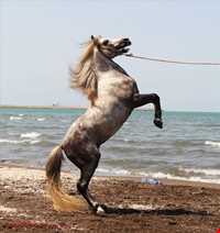 اسب خزری یا اسب کاسپین