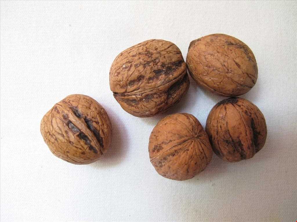 Walnut playing
