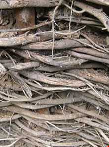 وَرجِنی کولام