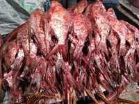 Shoure Kuli (Salt Fish)