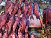 Shoure Kuli (Salt Fish)