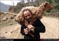 آداب و رسوم نوروزی در ضیابر