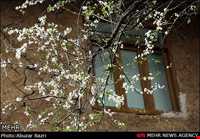 آداب و رسوم نوروزی در ضیابر