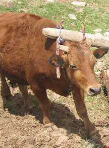 شخم زدن زمین