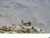 روستای مجسه