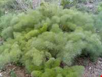 روستای مجسه