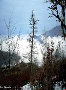 جنگل توسکستان