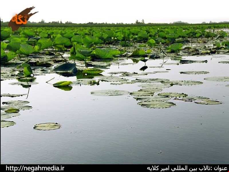 Amir Kalayeh wetland