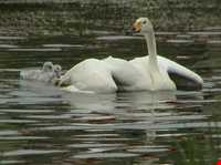 Amir Kalayeh wetland