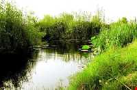 Amir Kalayeh wetland