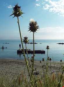 روستا و ساحل امیر آباد