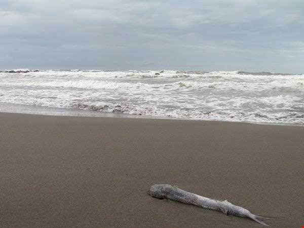 روستا و ساحل امیر آباد