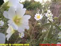 روستای خسرو آباد