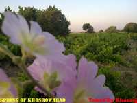 روستای خسرو آباد