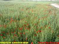 روستای خسرو آباد