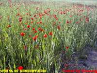 روستای خسرو آباد