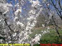 روستای خسرو آباد