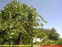 روستای خسرو آباد