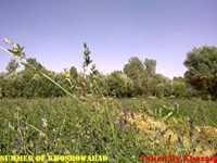 روستای خسرو آباد