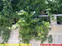 روستای خسرو آباد