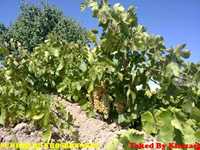 روستای خسرو آباد