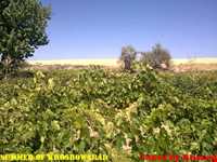 روستای خسرو آباد