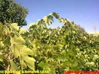 روستای خسرو آباد