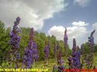 روستای خسرو آباد