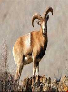 منطقه حفاظت شده بیجار