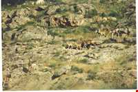 Bijar Protected Area