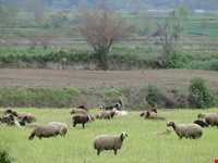 شهر قدیمی تمیشه ( سرکلاته تمیشه )