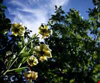 ایستگاه تحقیقات گل و گیاه زمینی لاهیجان ( باغ فلاحت )