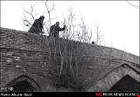 tamijan Adobe bridge