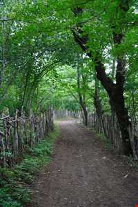 آبشار میلاش