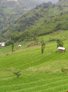 روستای پلام