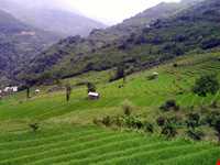 روستای پلام