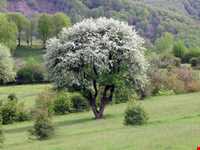 دریاچه یسان بره سر