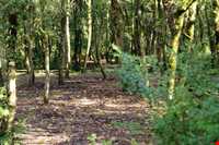 پارک جنگلی کشپل