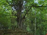 پارک جنگلی کشپل