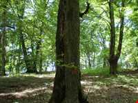 پارک جنگلی کشپل