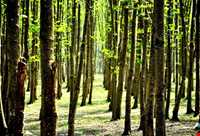 پارک جنگلی کشپل