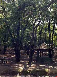 Shahid zare Forest Park