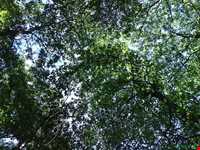 Shahid zare Forest Park