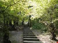 Shahid zare Forest Park