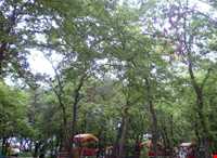 Shahid zare Forest Park